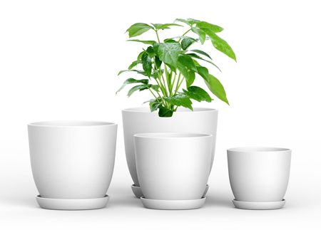 plant pot