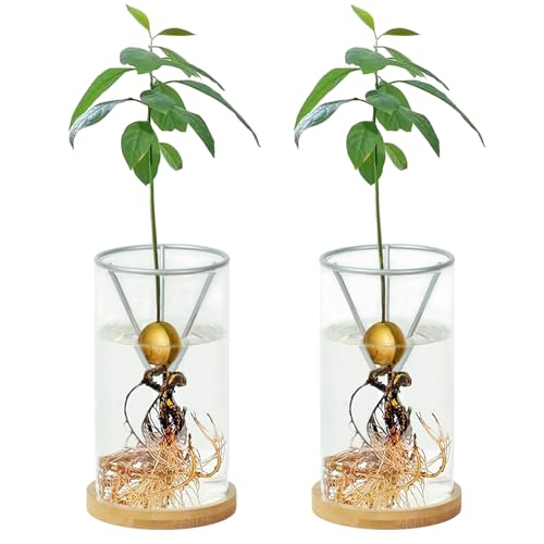 2 Pack Avocado Tree Growing Kits Growing Vase Wooden Base Avocado Seed Starter Vase Glass Plant Pot
